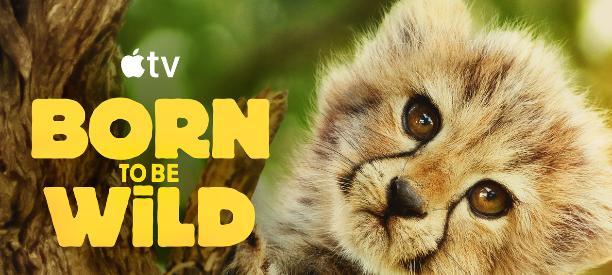 Apple TV+ revela trailer de “Selvagens por Natureza”, série que acompanha filhotes de espécies ameaçadas em jornada de retorno ao habitat - Imagem do artigo