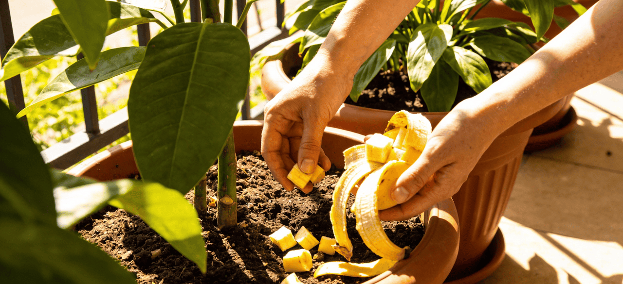 Casca de banana se destaca como fonte natural de potássio e ganha atenção de pesquisa egípcia - Imagem do artigo