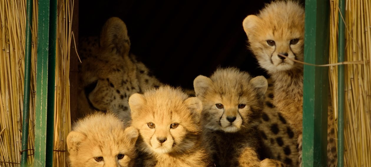 Docussérie “Selvagens por Natureza” estreia no Apple TV e mostra reabilitação de espécies ameaçadas - Imagem do artigo