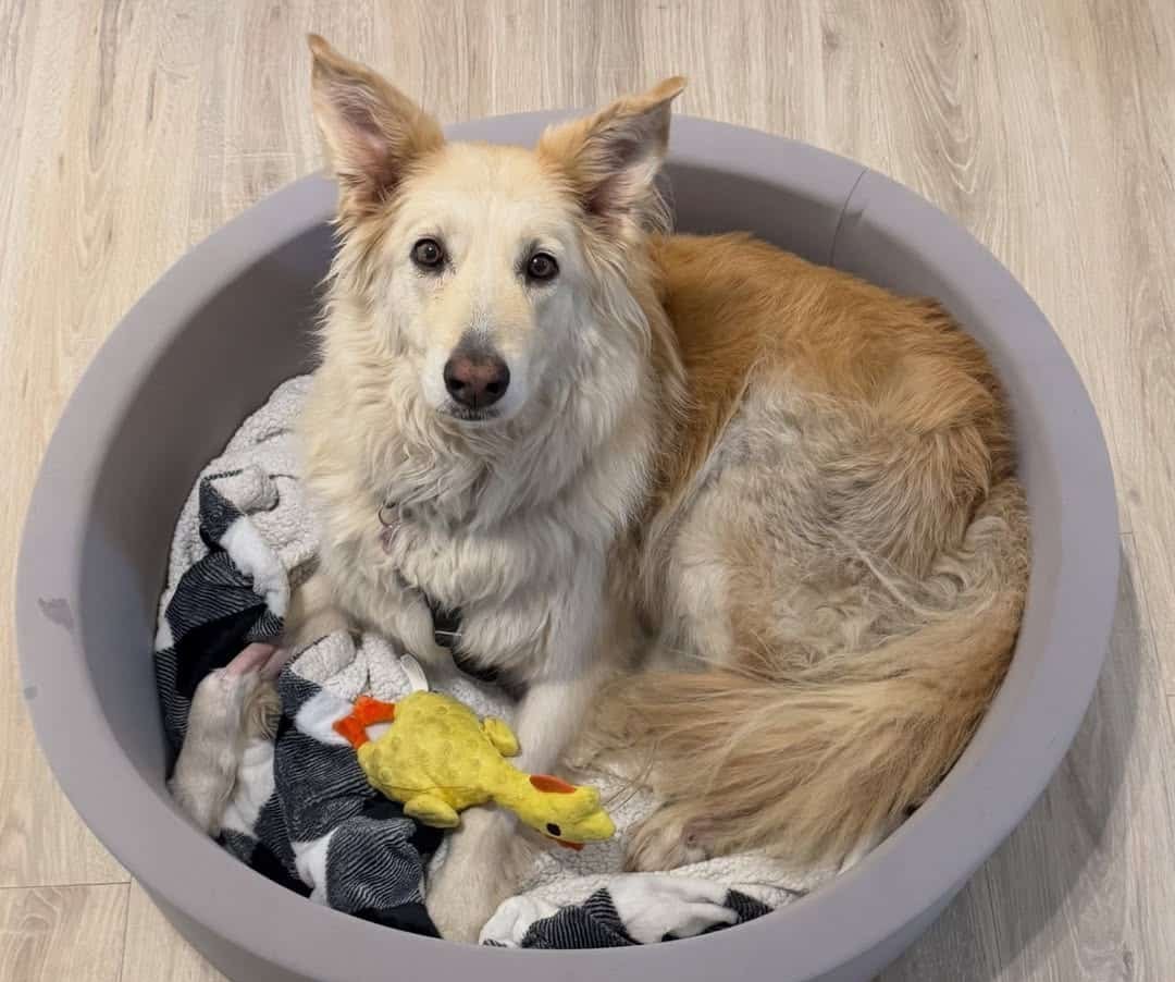 AirTag possibilita resgate de cadela que percorreu 40 km após escapar em rodovia dos EUA - Imagem do artigo